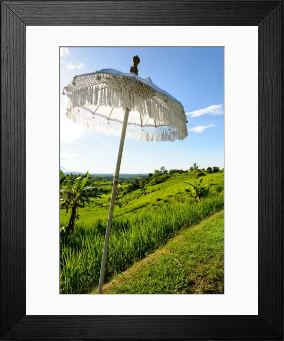 Framed Print : White Balinese Umbrella in paddy fields Framed Print : White Balinese Umbrella in paddy fields