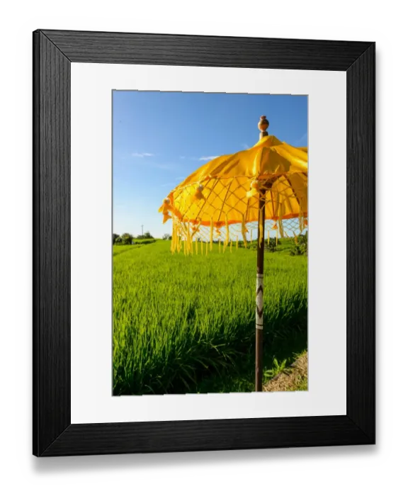 Framed Print : Yellow Balinese Umbrella in paddy fields Framed Print : Yellow Balinese Umbrella in paddy fields