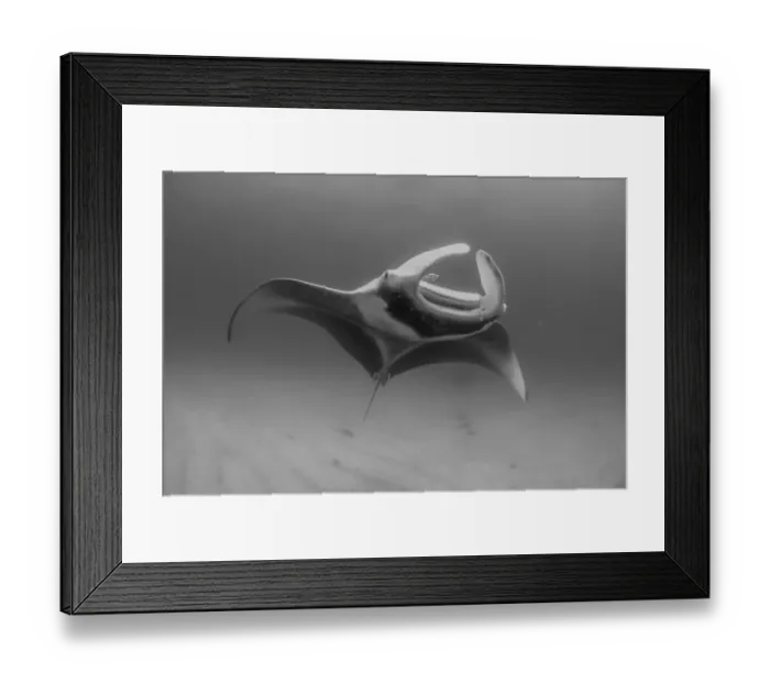 Framed Print : soft manta white Framed Print : soft manta white
