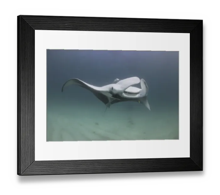 Framed Print : soft manta 3