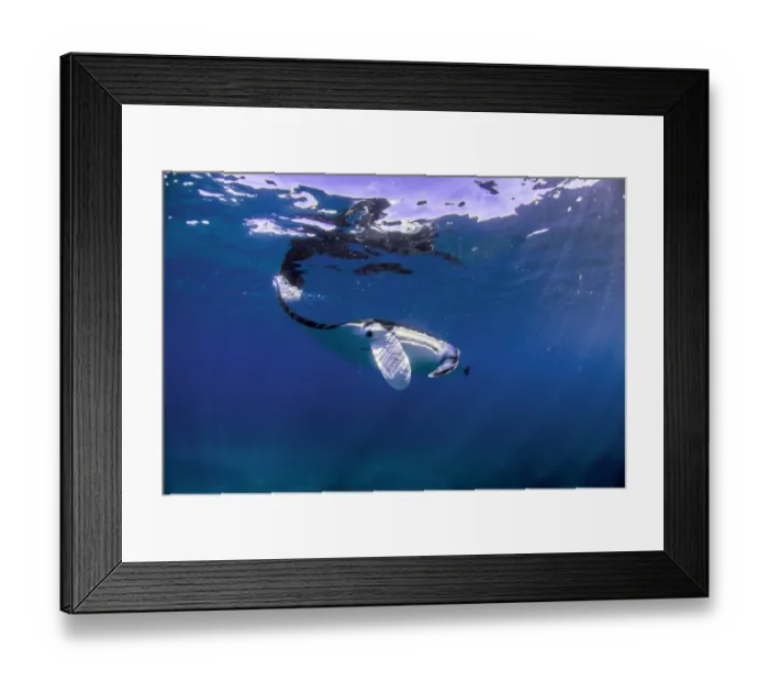 Framed Print : reflective manta