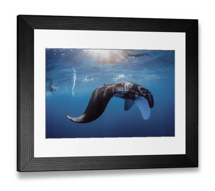 Framed Print : oceanic manta Framed Print : oceanic manta