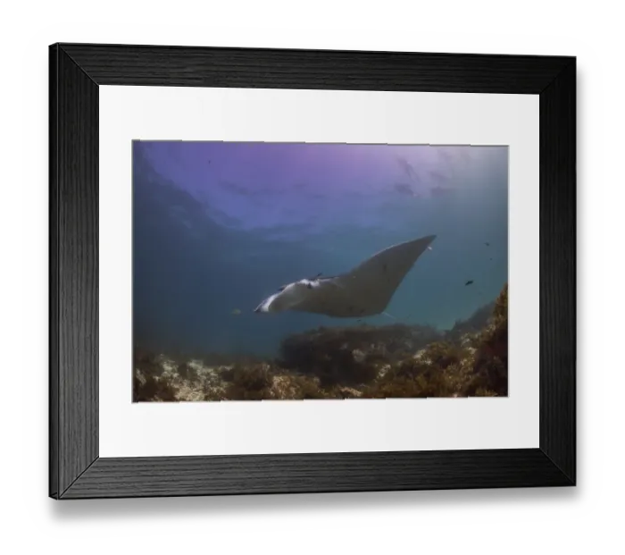 Framed Print : outer reef snorkel manta 3 Framed Print : outer reef snorkel manta 3