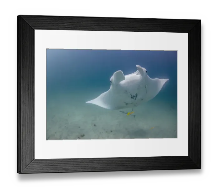 Framed Print : pure white 2