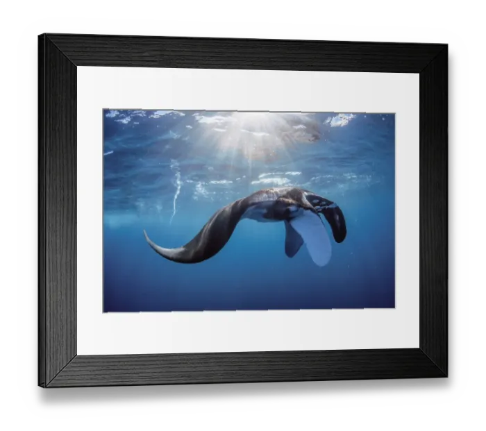 Framed Print : oceanic manta 1
