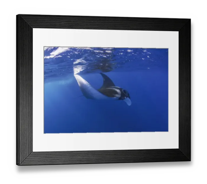 Framed Print : oceanic manta 4