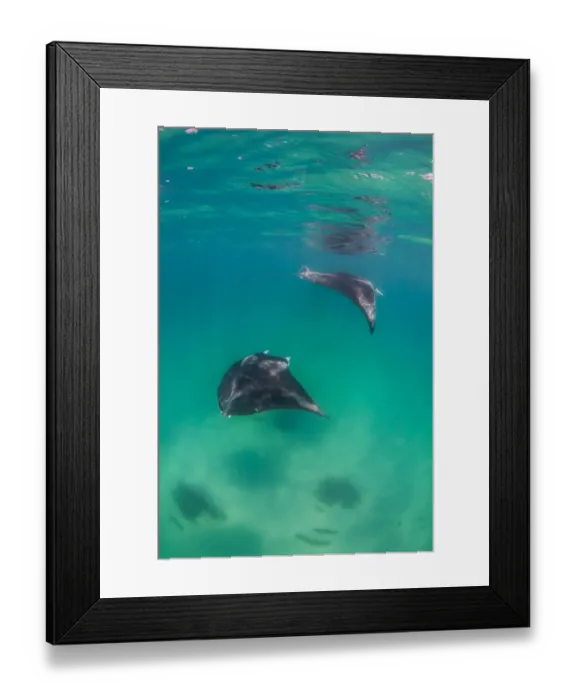 Framed Print : manta manta combo