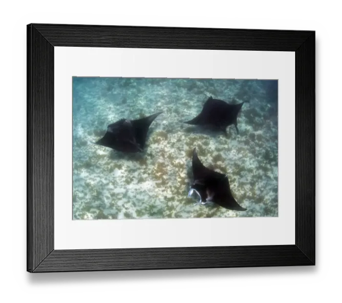 Framed Print : Manta madness Framed Print : Manta madness