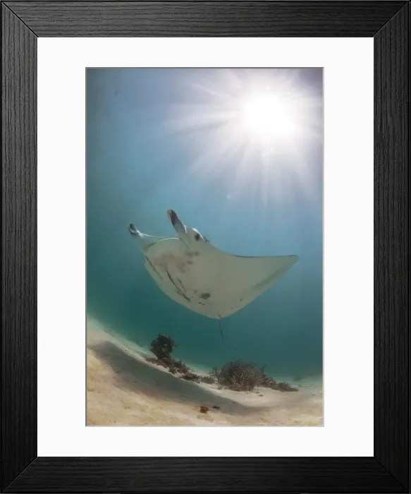 Framed Print : manta in the sun