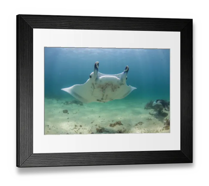 Framed Print : manta coming
