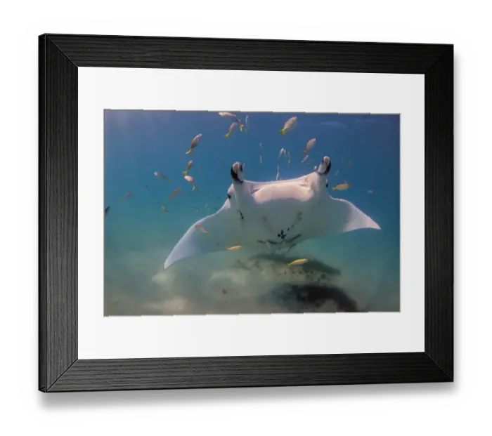 Framed Print : Manta face 2 Framed Print : Manta face 2