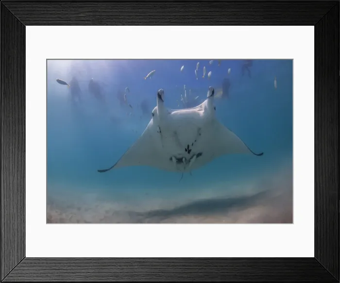 Framed Print : manta and people 1 Framed Print : manta and people 1