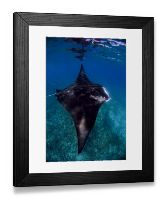 Framed Print : Jet Manta. The beautiful Manta Rays of Coral Bay Western Australia on the Ningaloo Reef