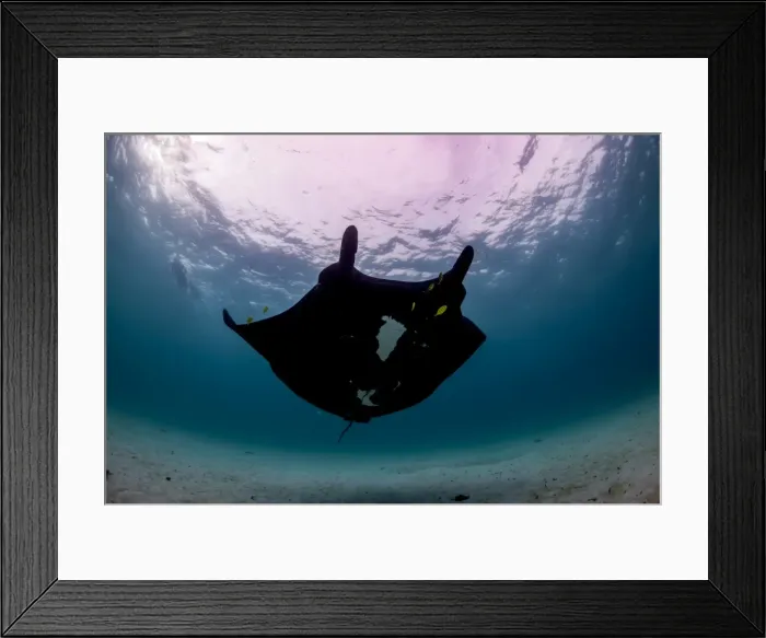 Framed Print : jet black and snorkler Framed Print : jet black and snorkler