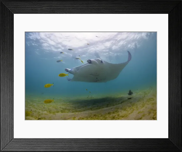 Framed Print : Golden manta and snorklers
