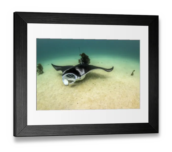 Framed Print : hungry mouth manta Framed Print : hungry mouth manta