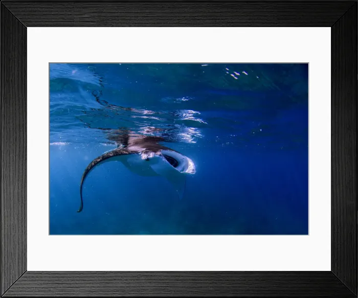 Framed Print : hungry manta Framed Print : hungry manta