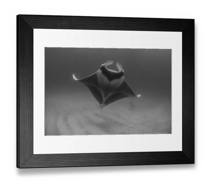 Framed Print : Grey Manta Framed Print : Grey Manta