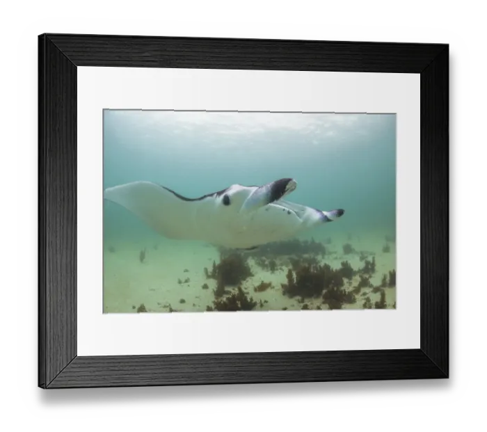 Framed Print : Full face manta Framed Print : Full face manta