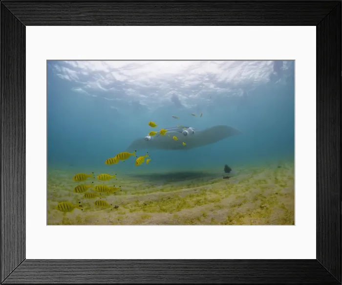 Framed Print : Golden manta and snorklers 1 Framed Print : Golden manta and snorklers 1