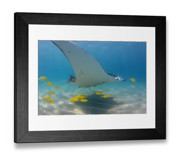 Framed Print : gold escort Framed Print : gold escort