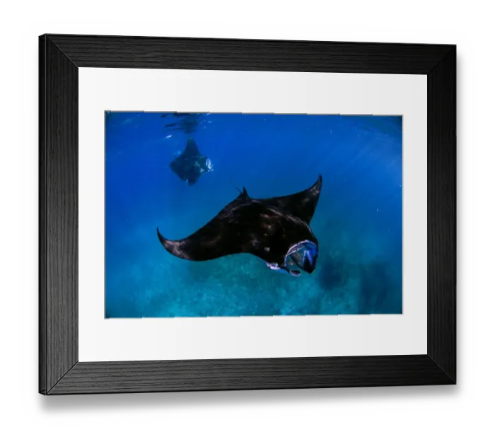 Framed Print : Duel Manta Framed Print : Duel Manta