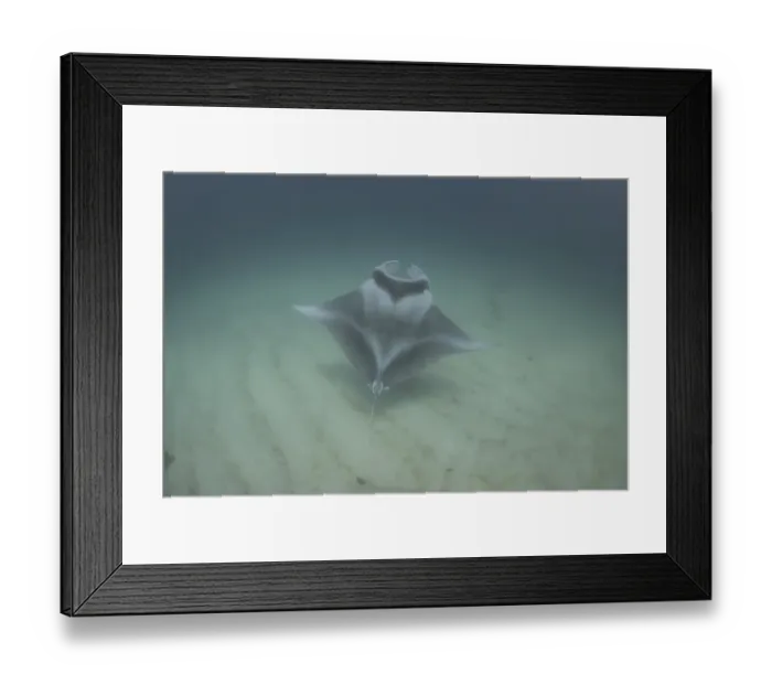 Framed Print : Ghost manta Framed Print : Ghost manta