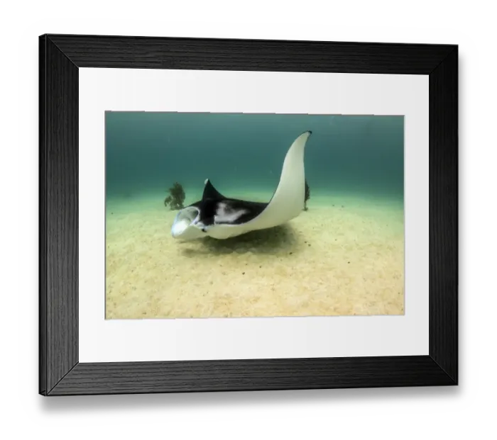 Framed Print : Bottom feeding manta Framed Print : Bottom feeding manta