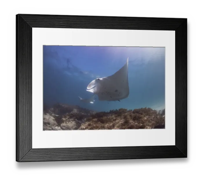 Framed Print : Double manta outer reef