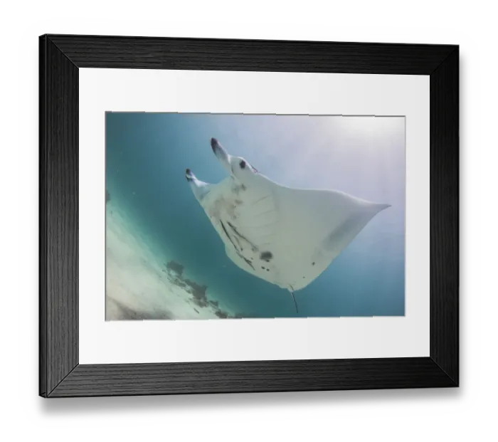 Framed Print : Bright manta Framed Print : Bright manta