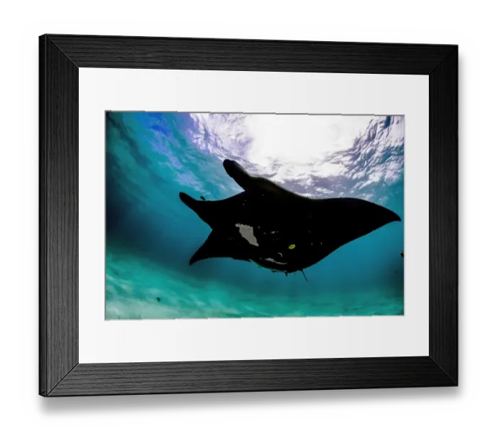 Framed Print : Black Belly manta Framed Print : Black Belly manta