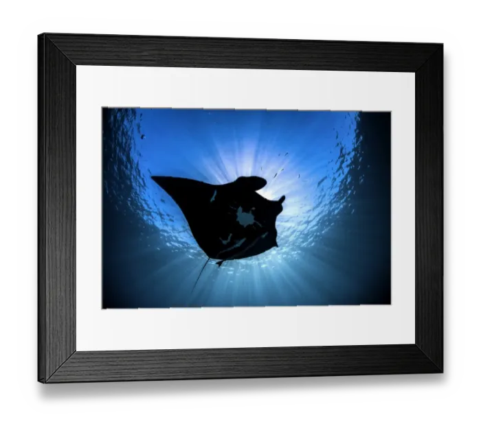 Framed Print : Sun shioluette