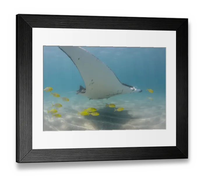 Framed Print : yellow trevally with manta Framed Print : yellow trevally with manta