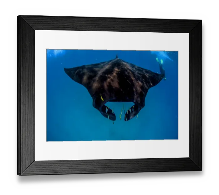Framed Print : black manta and snorkler Framed Print : black manta and snorkler