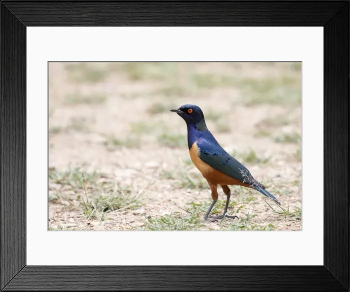 Framed Print : Hildebrandts starling (Lamprotornis hildebrandti) Framed Print : Hildebrandts starling (Lamprotornis hildebrandti)