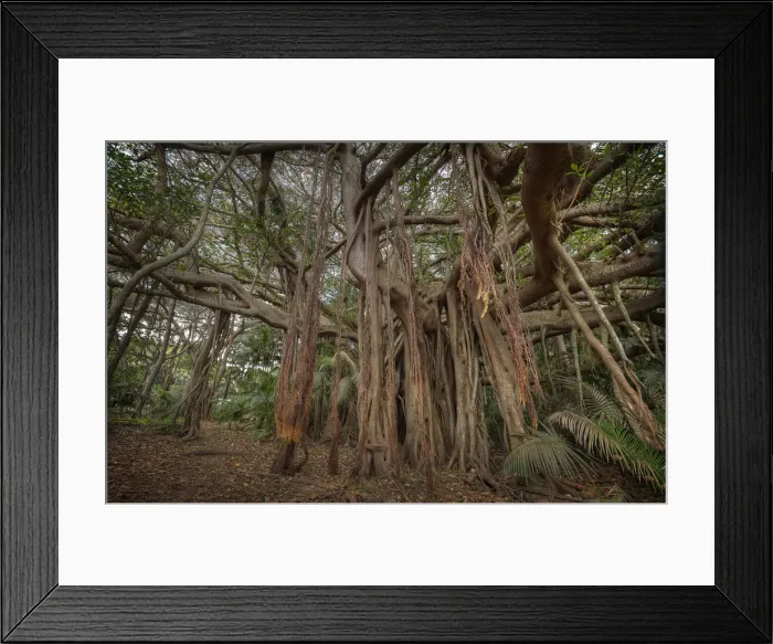 Framed Print : Lord Howe Island, majestic and scenically wonderful, is part of New South Wales, Australia Framed Print : Lord Howe Island, majestic and scenically wonderful, is part of New South Wales, Australia