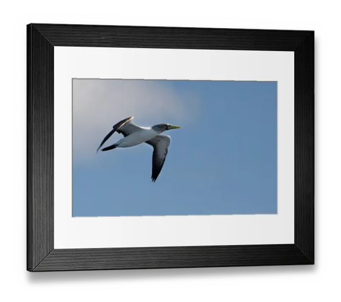 Framed Print : Masked booby in flight, Lord Howe Island, New South Wales Framed Print : Masked booby in flight, Lord Howe Island, New South Wales