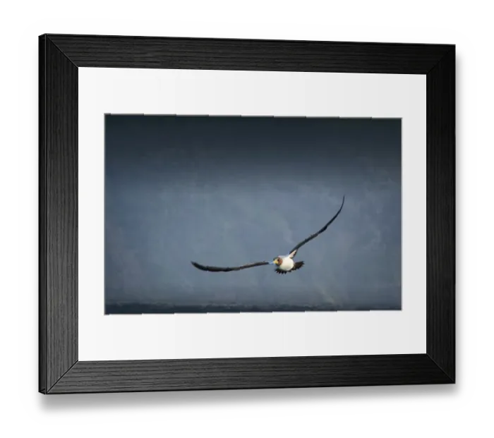 Framed Print : Masked booby in flight, Lord Howe Island, New South Wales Framed Print : Masked booby in flight, Lord Howe Island, New South Wales