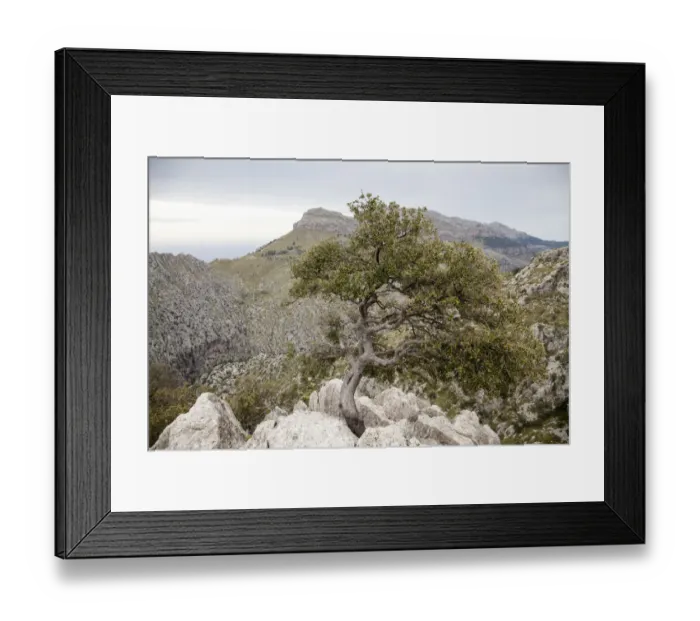 Framed Print : Oak tree on a cliff in Sierra de Tramuntana Framed Print : Oak tree on a cliff in Sierra de Tramuntana