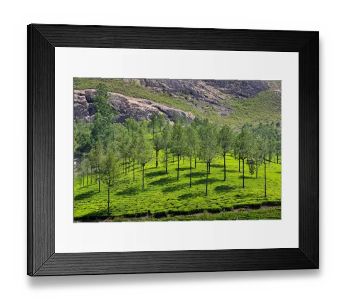 Framed Print : Tea plantation in Kerala Framed Print : Tea plantation in Kerala