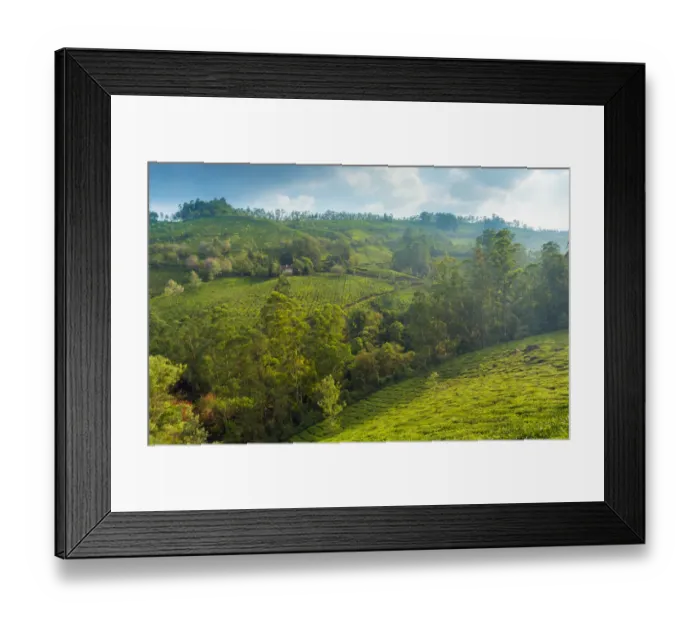 Framed Print : Tea plantation in Kerala Framed Print : Tea plantation in Kerala