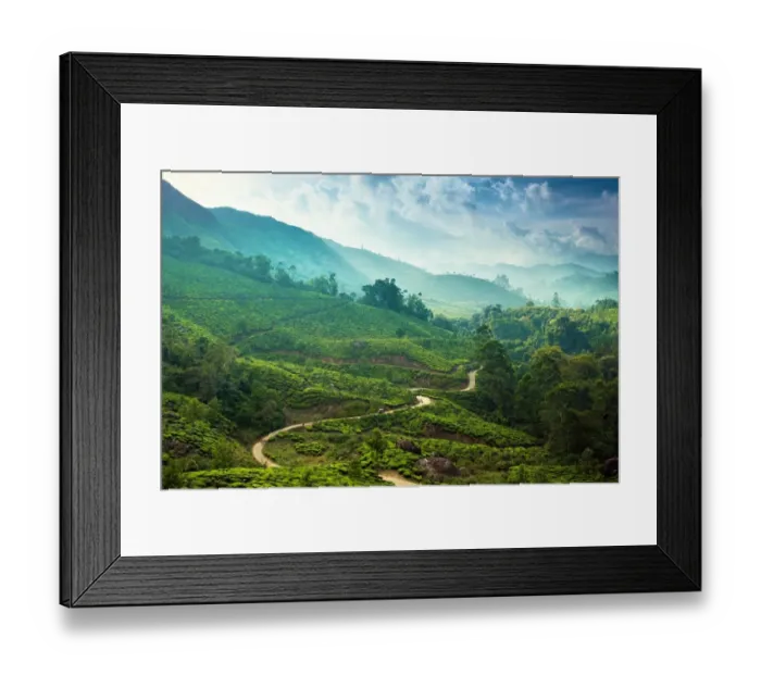 Framed Print : Tea plantation in Kerala