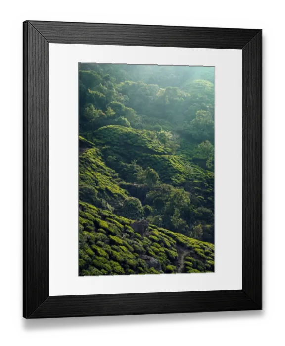 Framed Print : Tea plantation in Kerala