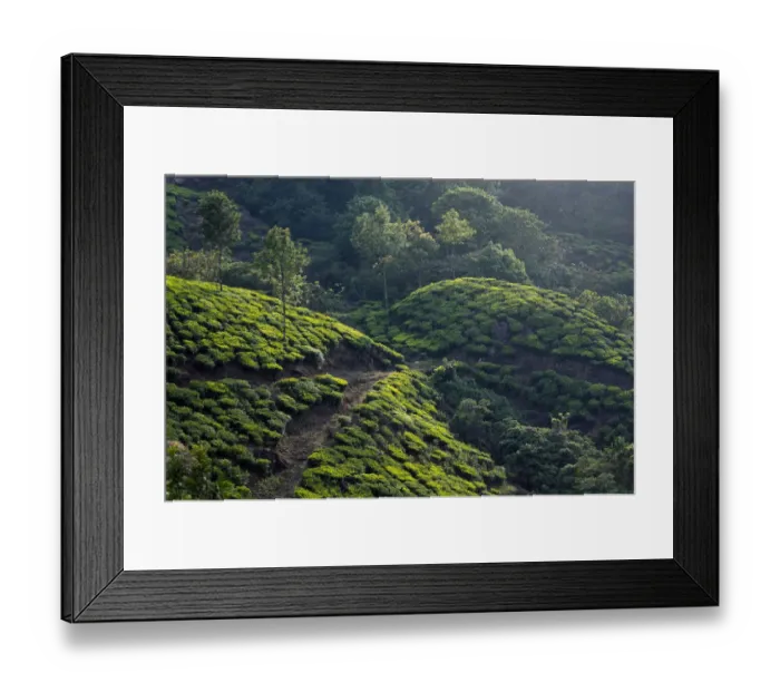 Framed Print : Tea plantation in Kerala Framed Print : Tea plantation in Kerala
