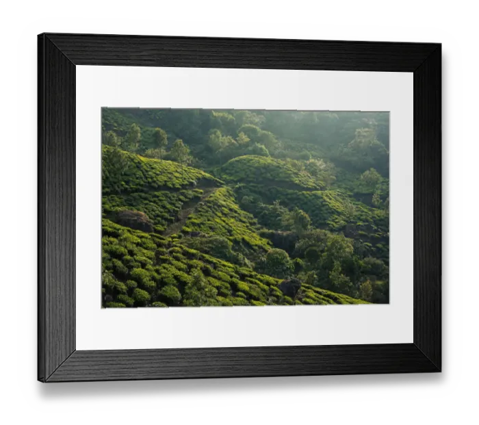 Framed Print : Tea plantation in Kerala