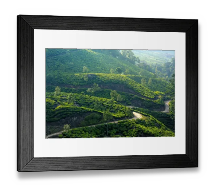 Framed Print : Tea plantation in Kerala, India Framed Print : Tea plantation in Kerala, India