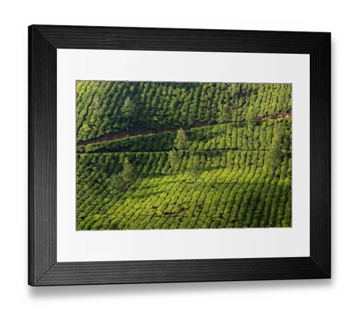 Framed Print : Tea plantation in Kerala Framed Print : Tea plantation in Kerala