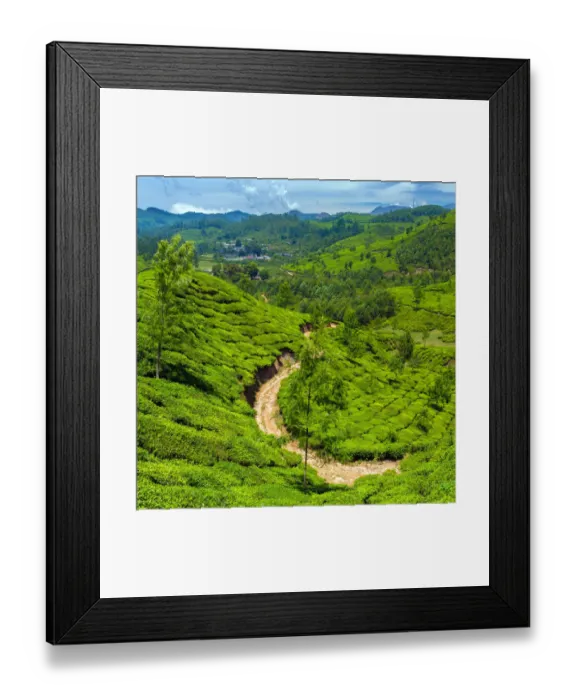 Framed Print : Tea plantation in Kerala Framed Print : Tea plantation in Kerala