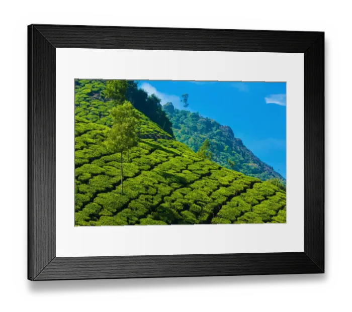 Framed Print : Tea plantation in Kerala, India Framed Print : Tea plantation in Kerala, India