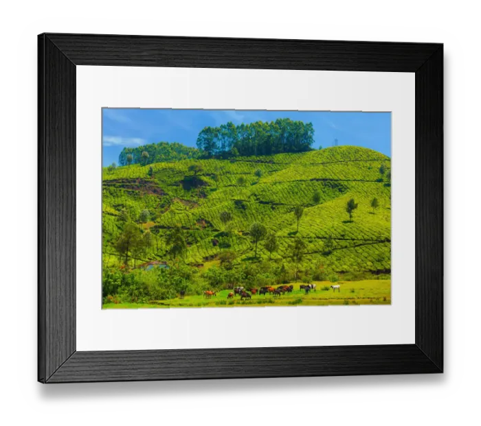 Framed Print : Tea plantation in Kerala, India